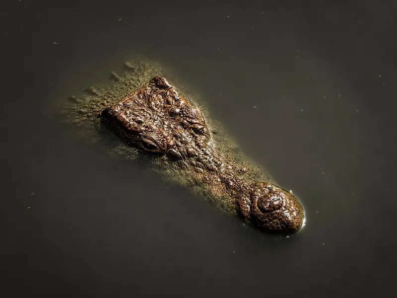 Centro de conservación en Perú asegura la sobrevivencia del cocodrilo de Tumbes en peligro crítico