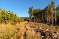 Estrategias innovadoras para prevenir incendios forestales en España