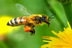 Las abejas silvestres en infraestructuras verdes del SUDOE destacan por su biodiversidad
