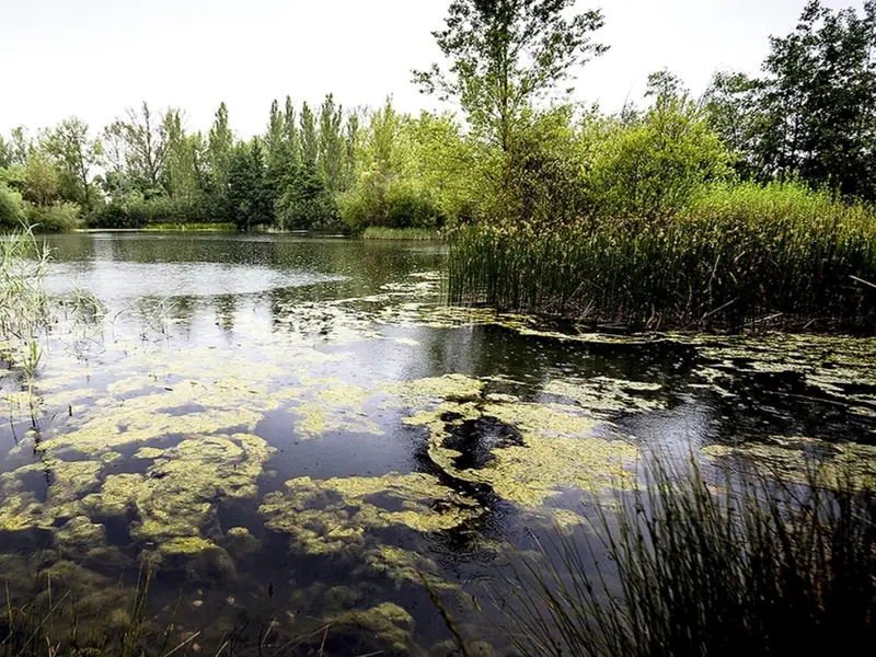 El humedal de Fuentes Blancas en Burgos se recupera para potenciar biodiversidad y ecoturismo