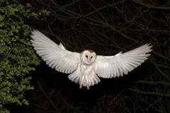 Cámaras en directo muestran el declive de aves nocturnas en España