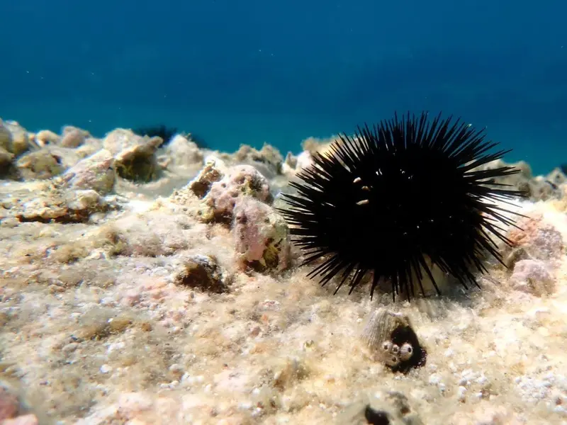 Retiran miles de erizos en Mallorca para proteger bosques submarinos