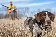 Protesta en Madrid demanda igualdad legal para perros de caza en España