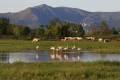 Cataluña inicia un plan urgente para restaurar la laguna Estany de Vilaüt en Aiguamolls de l’Empordà