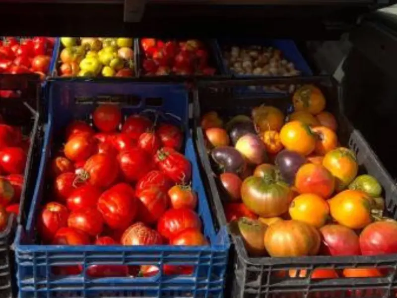 Agricultor español revive semillas de 1940 y recupera el sabor original de los tomates