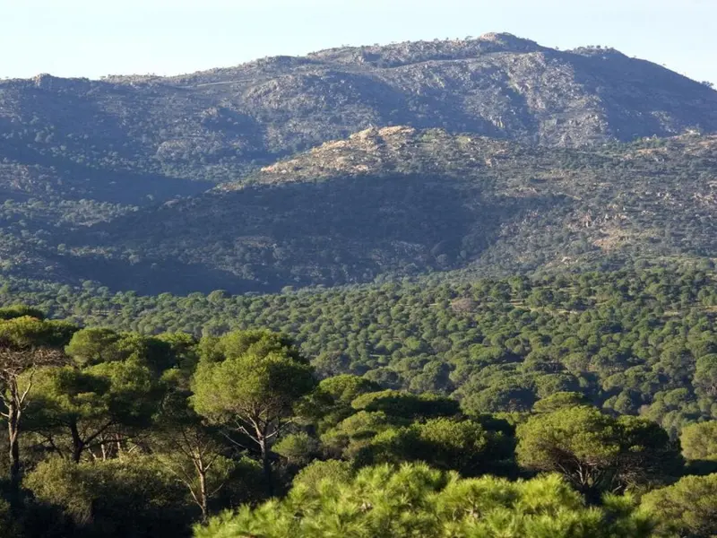 Madrid reforma su ley forestal para enfrentar el aumento de incendios climáticos