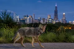 Coyotes urbanos en Chicago: un estudio revela su papel en el equilibrio ecológico
