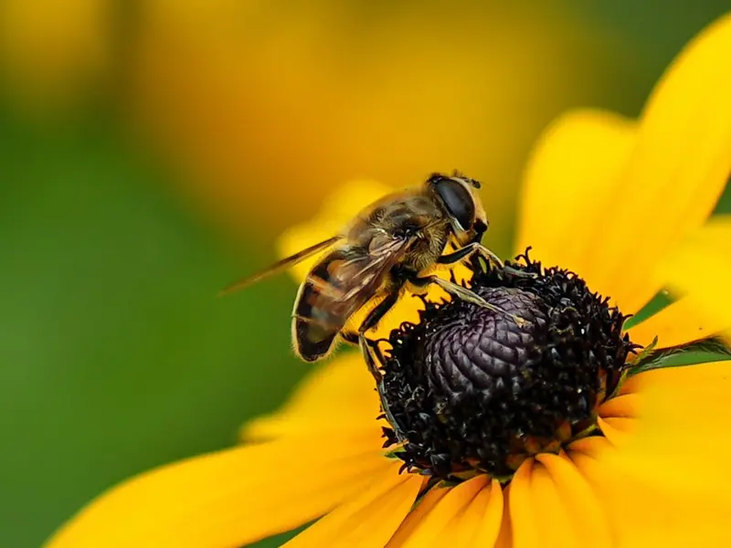 La presencia de abejas es señal de salud ambiental y vital para la agricultura