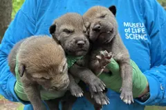 Nacen cinco cachorros de lobo rojo, especie en peligro crítico de extinción