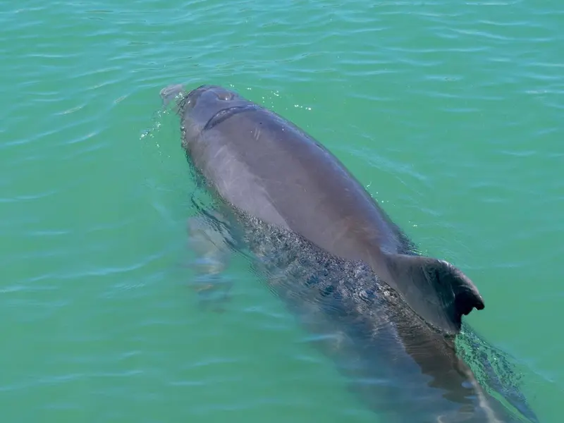 Científicos inician un proyecto para proteger la marsopa en el mar de Alborán