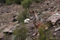 Abre el proceso público sobre el estado del lobo antes de decidir su caza