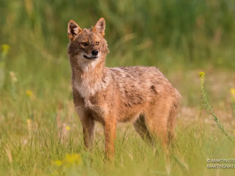 El chacal común podría colonizar el 75% de Europa ante el declive del lobo