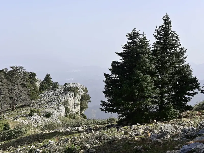 La Diputación de Málaga impulsa la biomasa para climatizar edificios y prevenir incendios