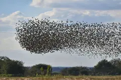 Día Mundial de las Aves Migratorias 2026: Un llamado a la conservación y nuevas revelaciones sobre el milano negro