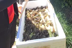 Se reintroducen 2.600 cangrejos de río ibérico en el Parque Natural de Cazorla