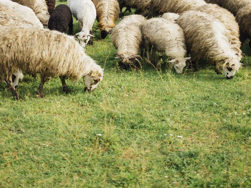 Salou implementa el silvopastoreo con ovejas para prevenir incendios