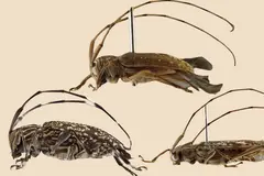 Nuevo género y nueve especies de escarabajos descubiertos en la Amazonía peruana