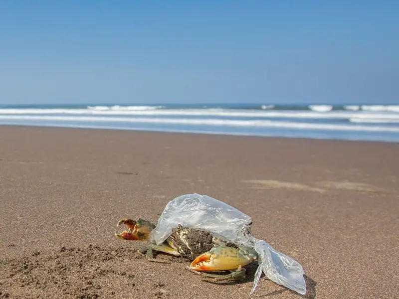 Más de 4.000 especies marinas amenazadas por la contaminación plástica