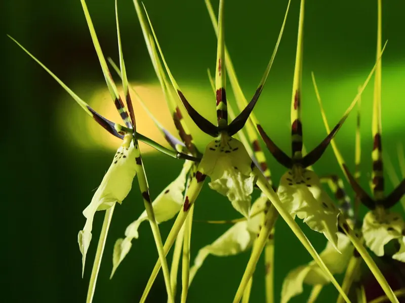Estudio revela que las semillas germinan según el estrés ambiental