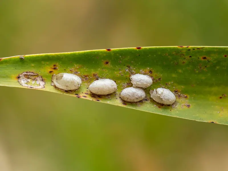 Biólogos advierten sobre el colapso de insectos y su impacto global