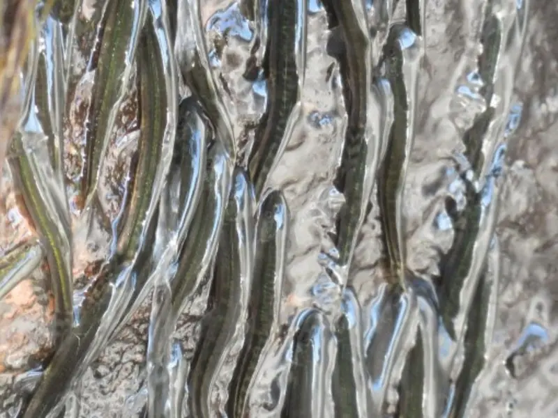 Descubren pez en África capaz de escalar cascadas de 10 metros