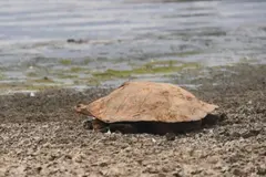 Descubren 500 tortugas en lagos artificiales de Nueva Gales del Sur