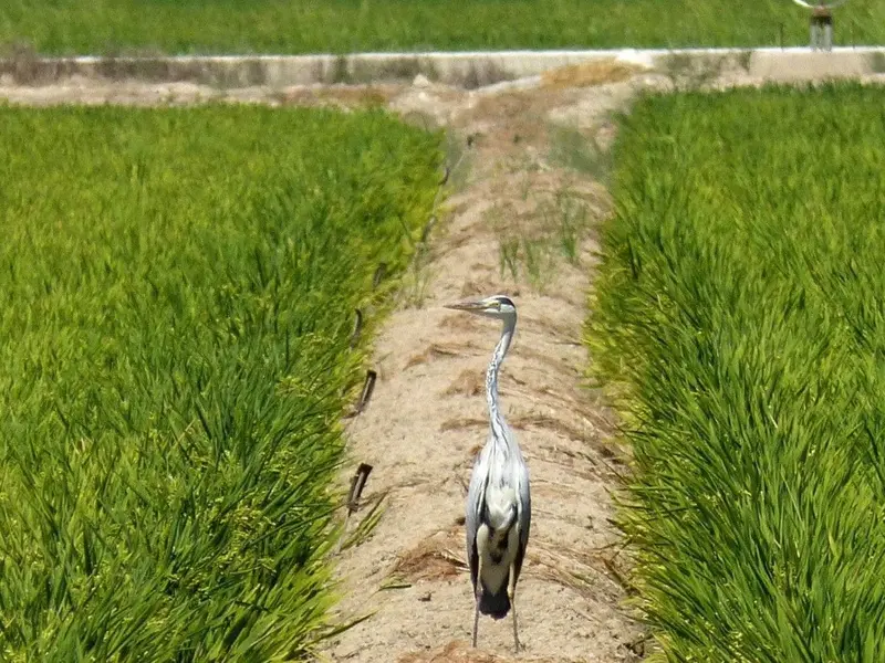 Gobierno destina 80 millones a la preservación del delta del Ebro y planea más inversiones