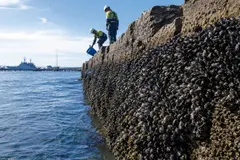 Australia implementa un proyecto de restauración ecológica con mejillones en Cockburn Sound