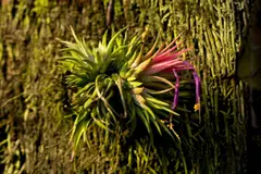 Descubren nuevas especies de bromelias en los Andes de Ecuador
