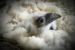 Dos crías de quebrantahuesos nacen en libertad en Picos de Europa