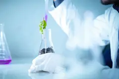 Nuevas especies de patógenos amenazan cultivos y fauna, según el RJB-CSIC