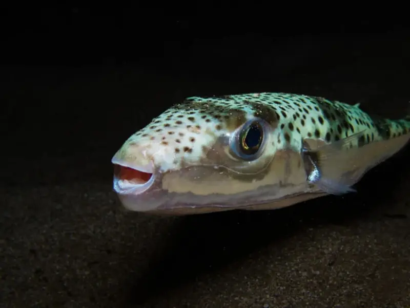 La psilocibina reduce la agresividad en peces sin afectar su vida social