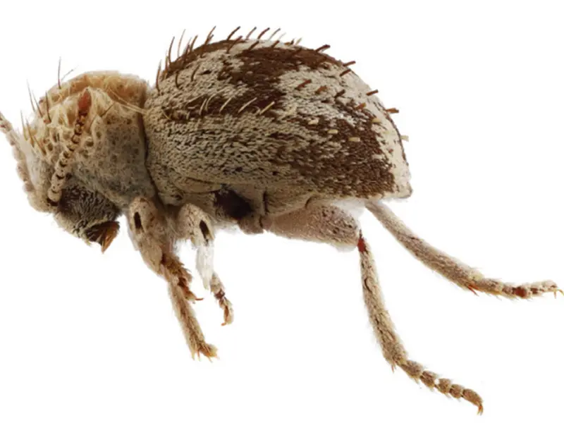 Identifican una nueva especie de escarabajo en la Reserva Nacional San Fernando, Perú