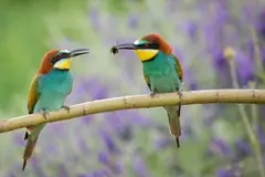 El abejaruco europeo, un aliado contra la avispa asiática en España