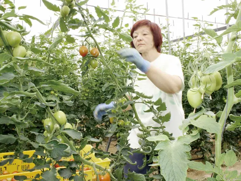 El cambio climático transformará la agricultura en España: más producción en el norte y menos en el sur