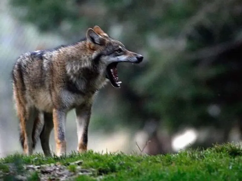 El sector ganadero critica al Ministerio de Transición Ecológica por falta de comunicación sobre el lobo