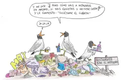 Las gaviotas en Madrid: migración invernal sin costa