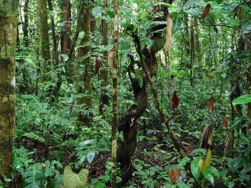 Ecuador lanza fondo innovador para la conservación del Biocorredor Amazónico