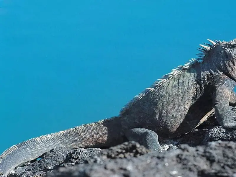 Alerta por tráfico ilegal de iguanas marinas en Galápagos