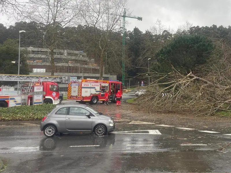 Polémica en Oleiros por la gestión del arbolado tras caída de árbol