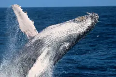 Récord de migración: dos ballenas jorobadas cruzan más de 14.000 kilómetros