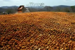 Restauración ecológica en Costa Rica a partir de cáscaras de naranja