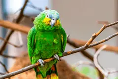 Los loros salvajes aprenden a comer nuevos alimentos mediante observación social