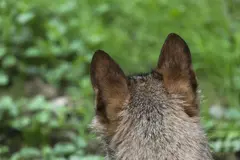 Catorce comunidades autónomas emprenden acciones legales por la protección del lobo