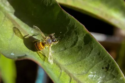 Canarias identifica 146 especies de abejas silvestres, con tres nuevas para la ciencia