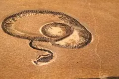 Descubren fósil de serpiente de 15 metros en India, hace 47 millones de años