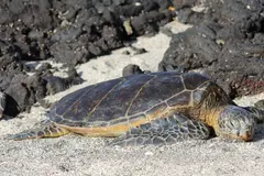 Nueva campaña para proteger tortugas marinas en las costas españolas