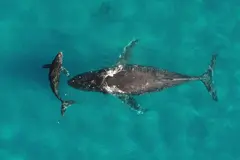 El ruido de la guerra en Ormuz amenaza a las ballenas y su ecosistema marino