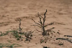 Día Internacional contra la Desertificación 2026: Enfoque en los pastizales y la restauración del suelo