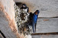 El papel crucial de golondrinas y vencejos en el control de mosquitos en Extremadura